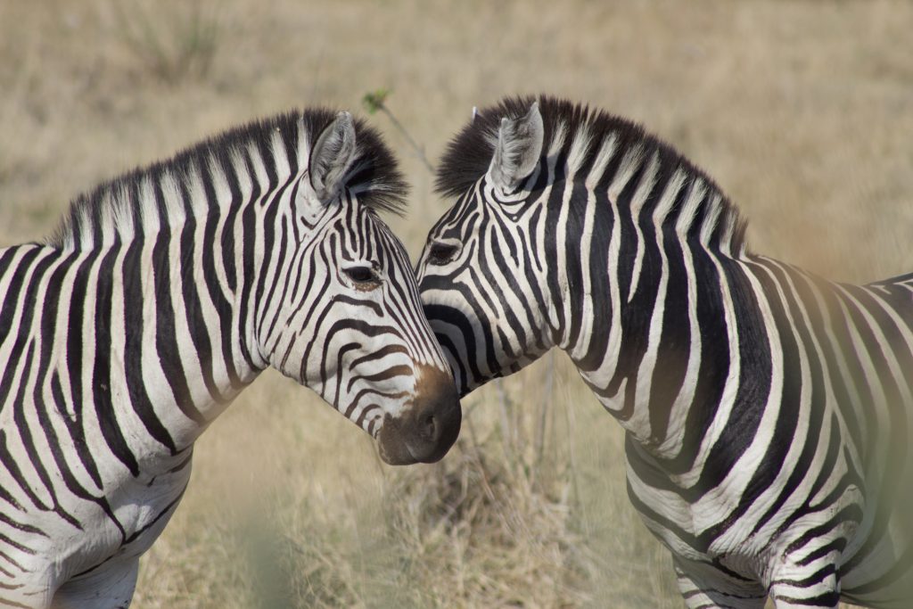 Home 9ab40f34 835f 4df5 b824 79886a82ec72 1 102 o