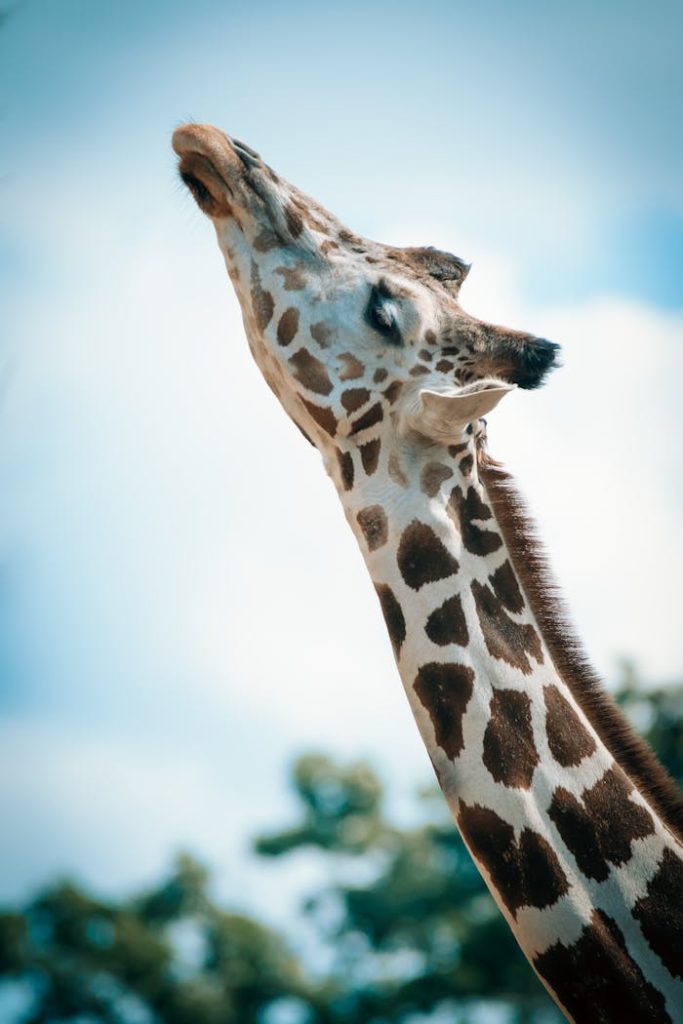 close-up-photography-of-giraffe-1382156 Close-up of a giraffe stretching its neck under a clear blue sky.