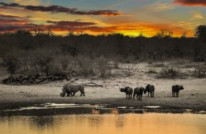 African buffalo and a rhino by a waterhole during sunset in Kruger Park.
