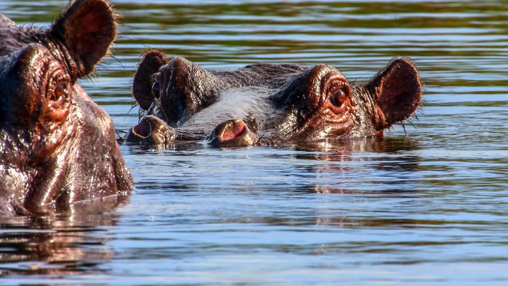 3 Day Mokoro Experience okavango delta, wildlife, animals, africa, nature, mammals, hippo