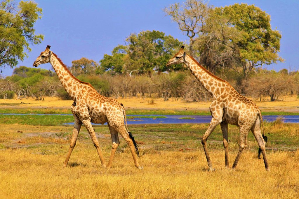 Two giraffes walking in the vibrant African savannah landscape.