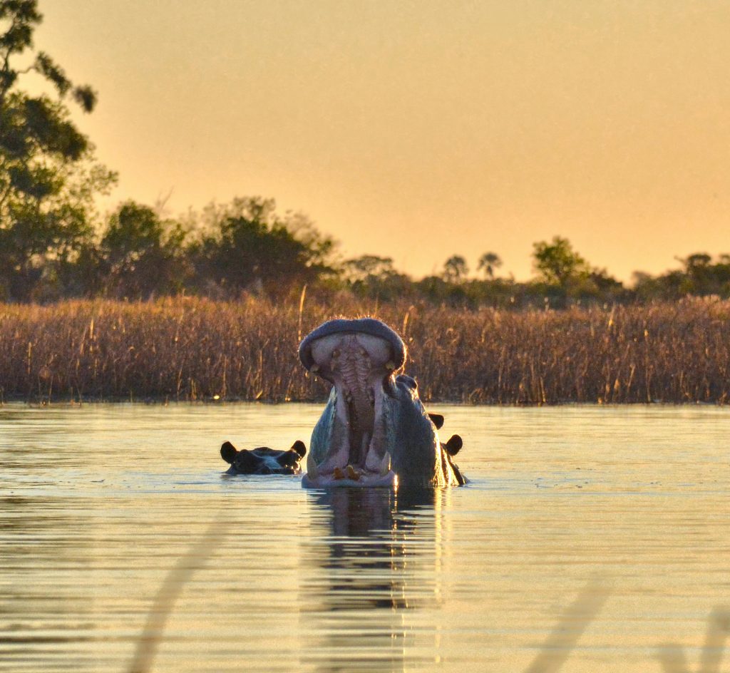 pexels photo 6995536 6995536 A yawning hippopotamus in a serene water scene at sunset in Botswana.